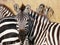 Zebra\'s portrait in the savannah of masai Mara