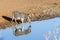 Zebra\'s Water Double Reflection Wildlife Animal
