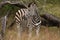 Zebra in Sabi Sand Reserve