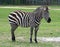 Zebra in a safari