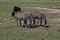 Zebra on safari in Kenia and Tanzania, Africa