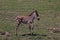 Zebra on safari in Kenia and Tanzania, Africa