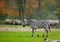 Zebra in safari park