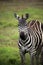 Zebra on savanna