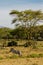 Zebra in savanna african wildlife in Masai Mara, Amboseli, Samburu, Serengeti and Tsavo national parks of Kenya