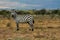 Zebra in savanna african wildlife in Masai Mara, Amboseli, Samburu, Serengeti and Tsavo national parks of Kenya