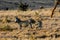 Zebra in savanna african wildlife in Masai Mara, Amboseli, Samburu, Serengeti and Tsavo national parks of Kenya