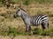 Zebra in savanna african wildlife in Masai Mara, Amboseli, Samburu, Serengeti and Tsavo national parks of Kenya