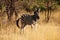 Zebra, Savanna, Namibia