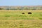 Zebra, Savanna, Namibia