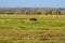 Zebra, Savanna, Namibia