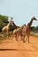 Zebra, Savanna, Namibia