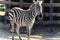Zebra on savannah