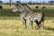 Zebra in the savannah in the Savuti National Park Botswana