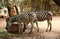 Zebra from Savannah in Thailand zoo