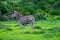 Zebra in schotia private game reserve