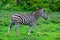 Zebra in schotia private game reserve