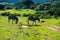 Zebra in schotia private game reserve