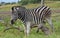 Zebra scratching post