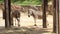 Zebra seeking shade, group of Zebras eating hay, captivity