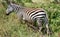 Zebra seen on safari in the NgoroNgoro Conservation Area near Arusha, Tanzania
