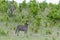 Zebra in Selous