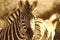 Zebra Sepia