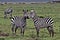 Zebra, Serengeti Plains, Tanzania, Africa Great Migration