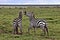 Zebra, Serengeti Plains, Tanzania, Africa Great Migration