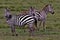 Zebra, Serengeti Plains, Tanzania, Africa Great Migration