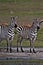 Zebra, Serengeti Plains, Tanzania, Africa Great Migration