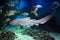 Zebra Shark Stegostoma fasciatum swimming with fishes over tropical reef