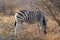 Zebra sighting in Kruger National Park