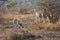 Zebra sighting in Kruger National Park