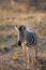 Zebra sighting in Kruger National Park