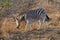Zebra sighting in Kruger National Park