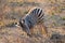 Zebra sighting in Kruger National Park