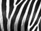 Zebra skin