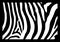 Zebra skin