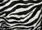 Zebra skin background