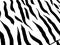 Zebra Skin Background. Stylish Zebra Print. Colorful Vector Animal Print.  Realistic Vector Zebra Skin. Colorful Art. Luxury