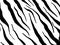 Zebra Skin Background. Trendy Zebra Artwork. Colorful Vector Animal Print.  Realistic Vector Zebra Skin. Luxury Print. Colorful