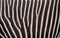 Zebra skin Grevy`s zebra as background