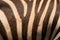 Zebra skin hide safari background