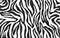 Zebra skin, stripes pattern. Animal print, black and white detailed and realistic texture.