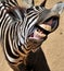 Zebra smile