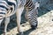 Zebra sniffs sand in the pasture, animal zebra eats sand close-up
