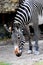 Zebra South Florida zoo