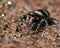 Zebra Spider Salticus scenicus