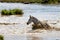 Zebra splashes in a water hole in the Masai Mara